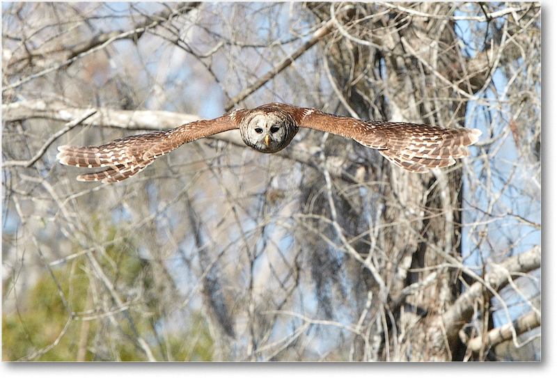 BarredOwl-CentralFL-2011Feb_D4A2801