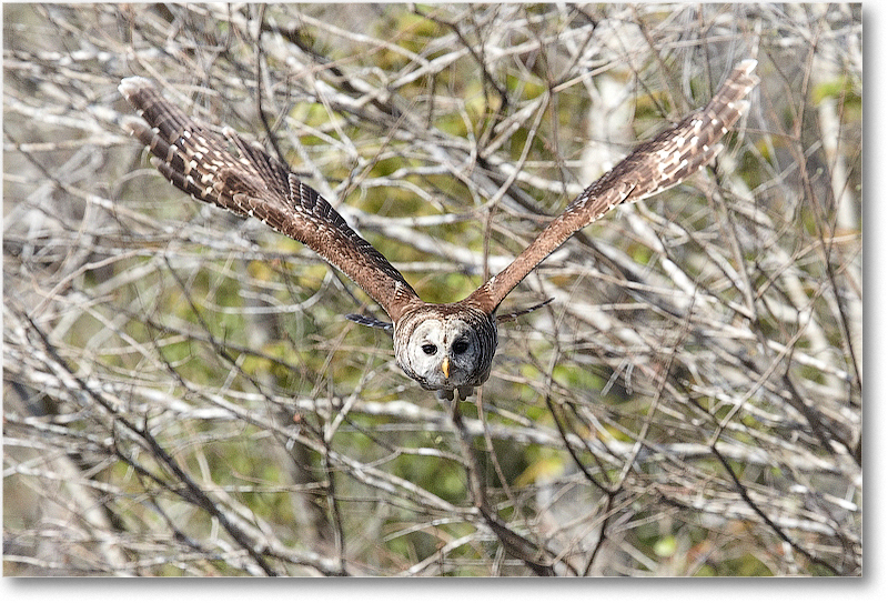 BarredOwl-CentralFL-2011Feb_D4A2819