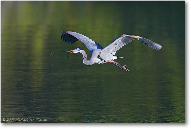 GreatBlueHeron_VeniceFL_08Jan_1Ds2_E0K6927