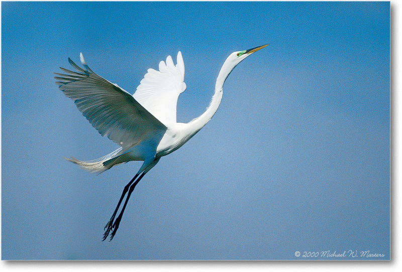 GreatEgret-VeniceFL-2000Mar-36H20