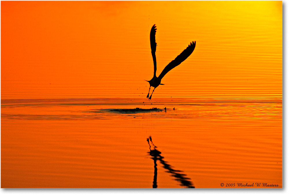 GullSilhouette_ChincoNWR-SC_2005May_E0K3083 copy