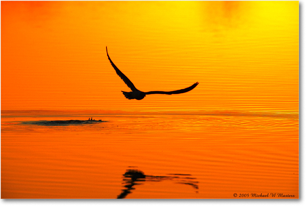GullSilhouette_ChincoNWR-SC_2005May_E0K3084 copy