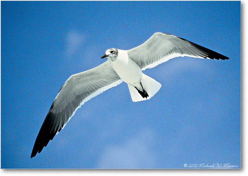 LaughingGull-SanibelFL-2000Mar-36H1