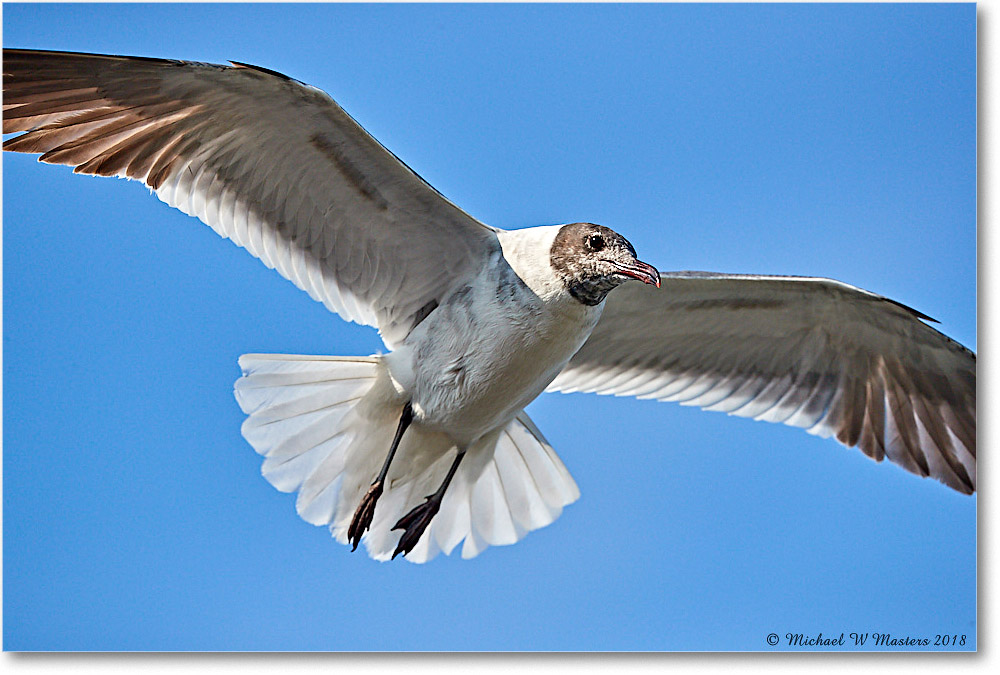 LaughingGull_Chincoteague_2018Jun_3DXA0968 copy