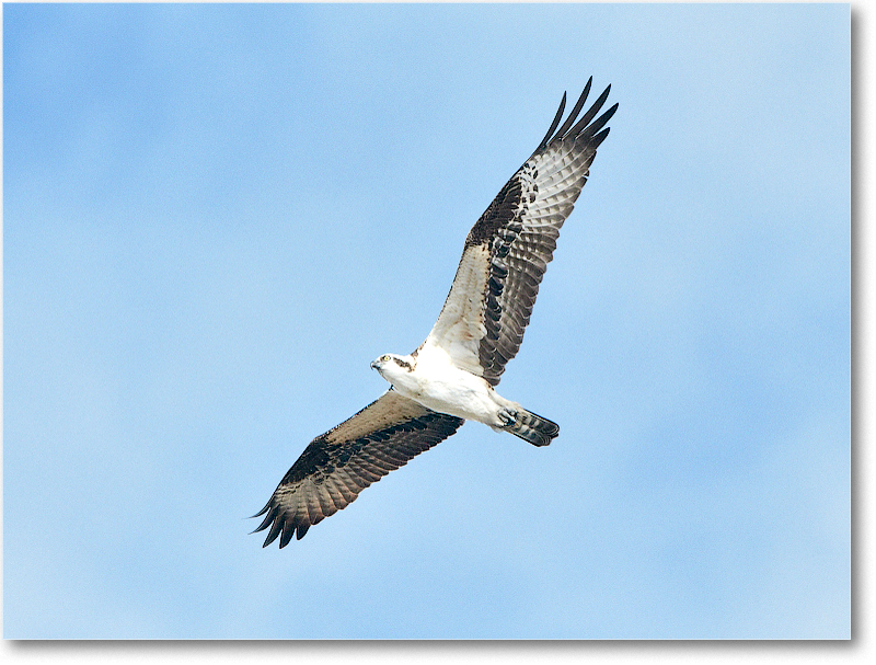 Osprey-CentralFL-2011Feb_D4A2782