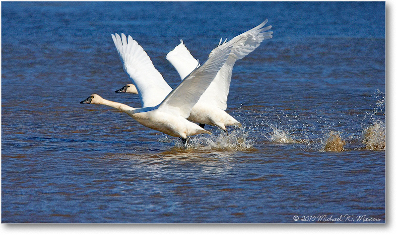 SwanTakeoff_ChincoNWR_2010Nov_S3A2996