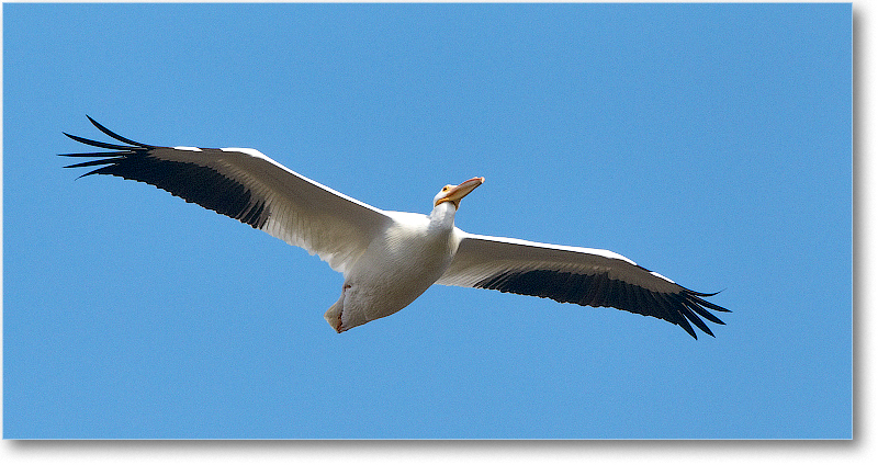 WhitePelican-CentralFL-2011Feb_D4A3035
