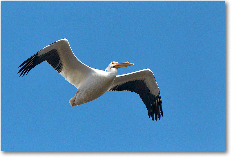WhitePelican-CentralFL-2011Feb_D4A3043