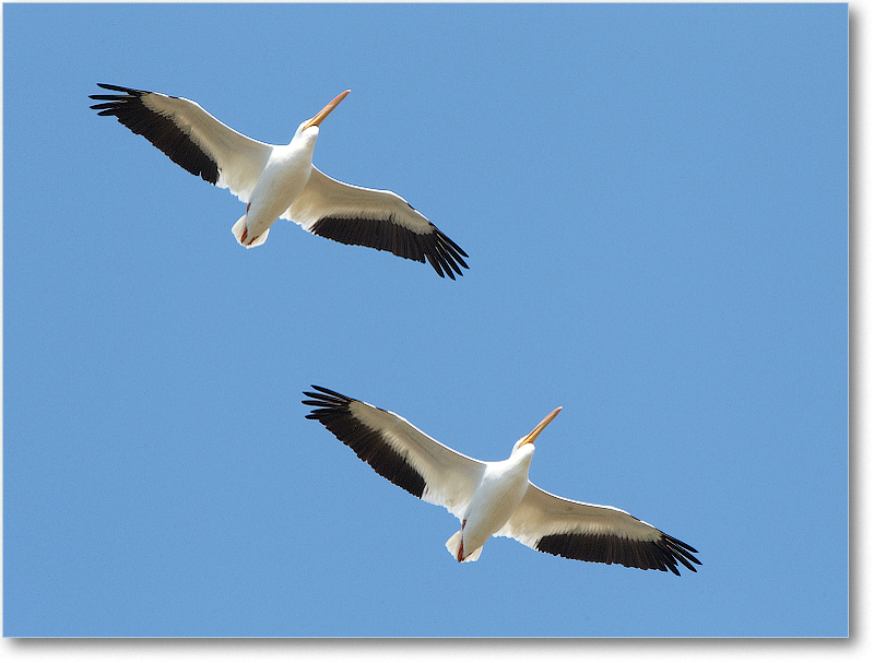 WhitePelican-VieraWetlandsFL-2011Feb_D4A1772