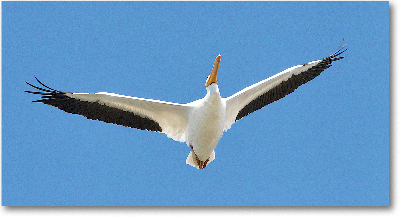 WhitePelican-VieraWetlandsFL-2011Feb_D4A1789