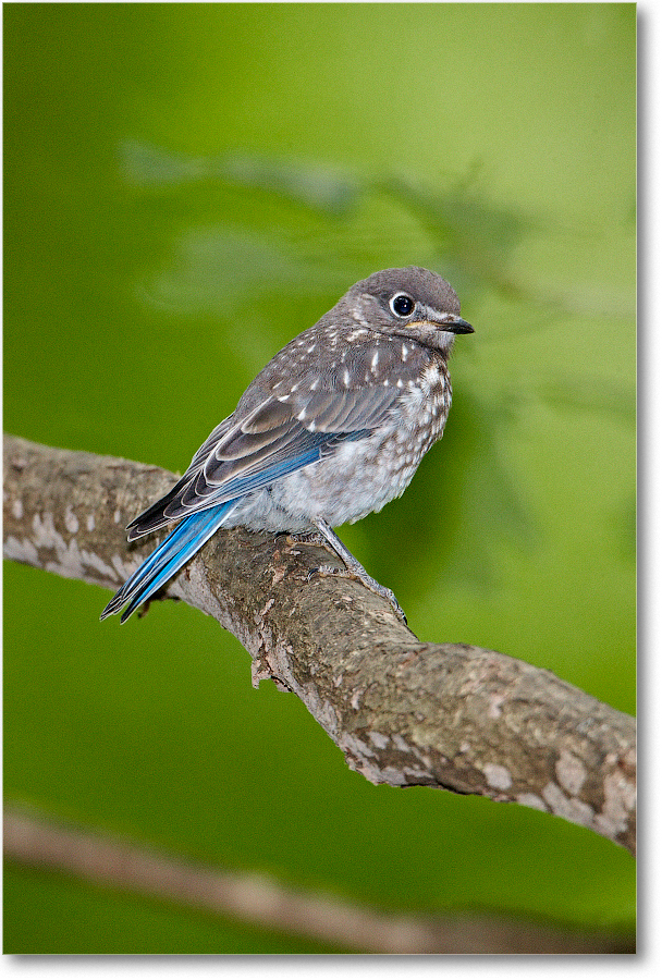 BluebirdBaby-Virginia-2012May_D4B0530 copy
