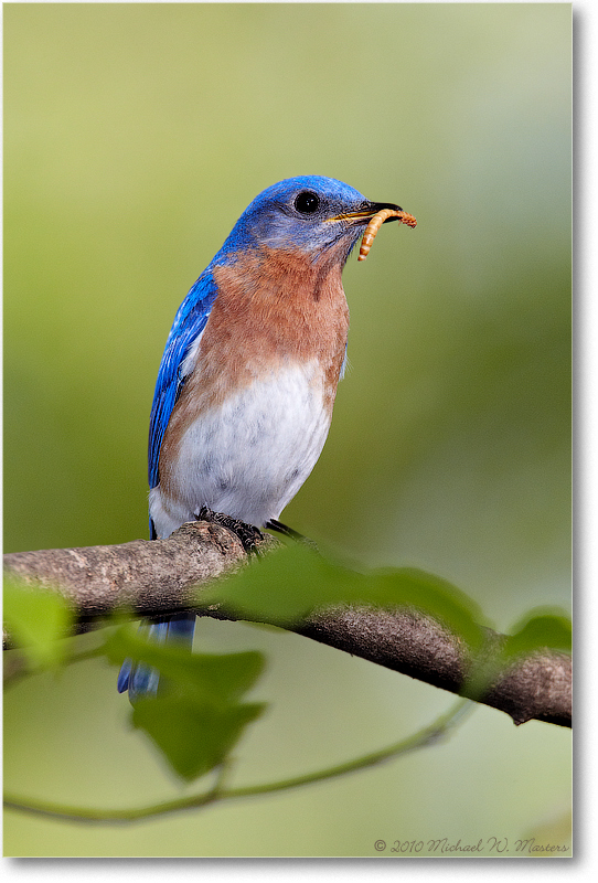 BluebirdEasterMale_Virginia_2010Apr_D4A0445