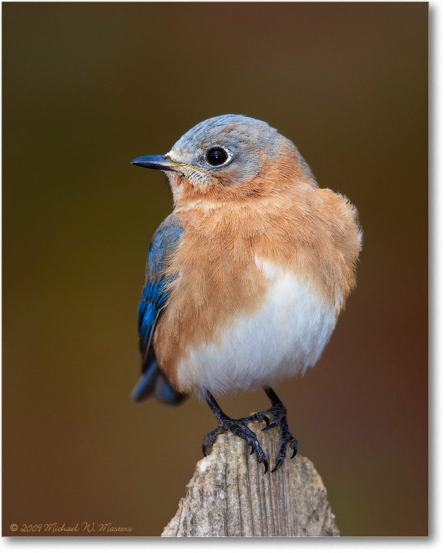 BluebirdEasternFemale_Virginia_2010Jan_S3A0796