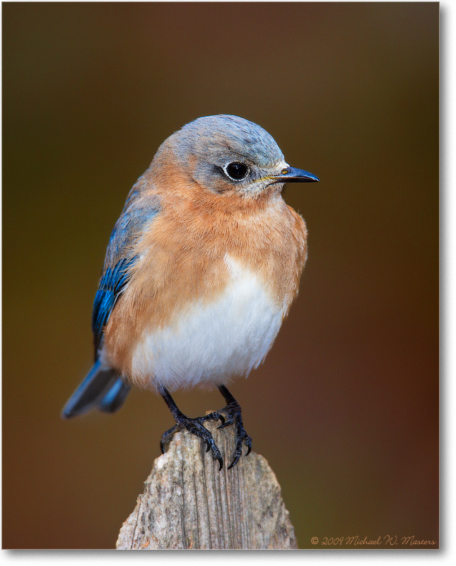 BluebirdEasternFemale_Virginia_2010Jan_S3A0797