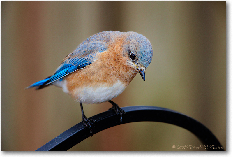 BluebirdEasternFemale_Virginia_2010Jan_S3A0798