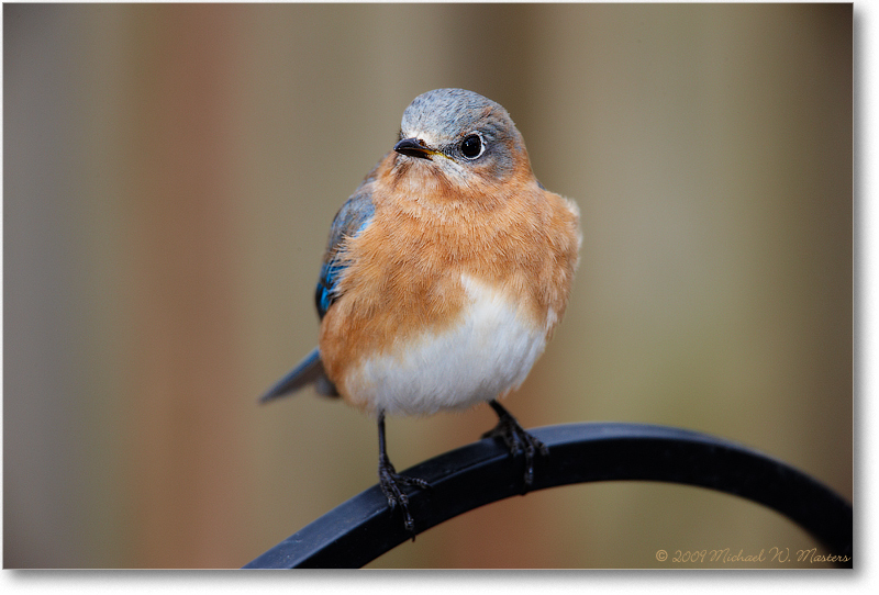 BluebirdEasternFemale_Virginia_2010Jan_S3A0799