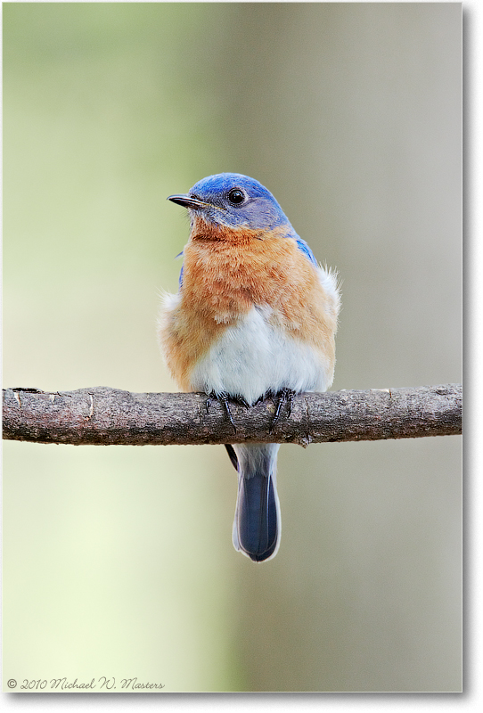 BluebirdEasternMale_Virginia_2010Apr_D4A0438