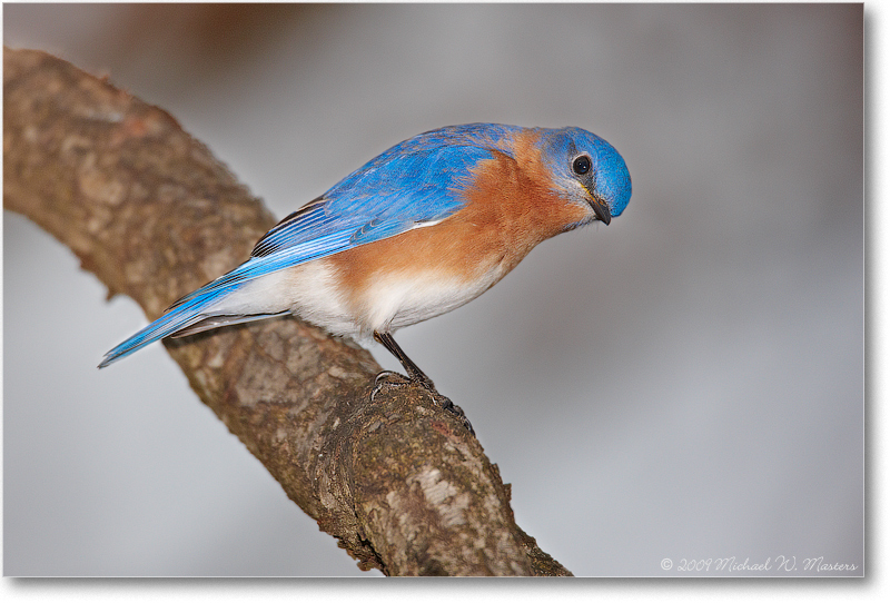 BluebirdEasternMale_Virginia_2010Jan_S3A0845