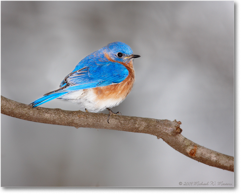 BluebirdEasternMale_Virginia_2010Jan_S3A0848(Remove)