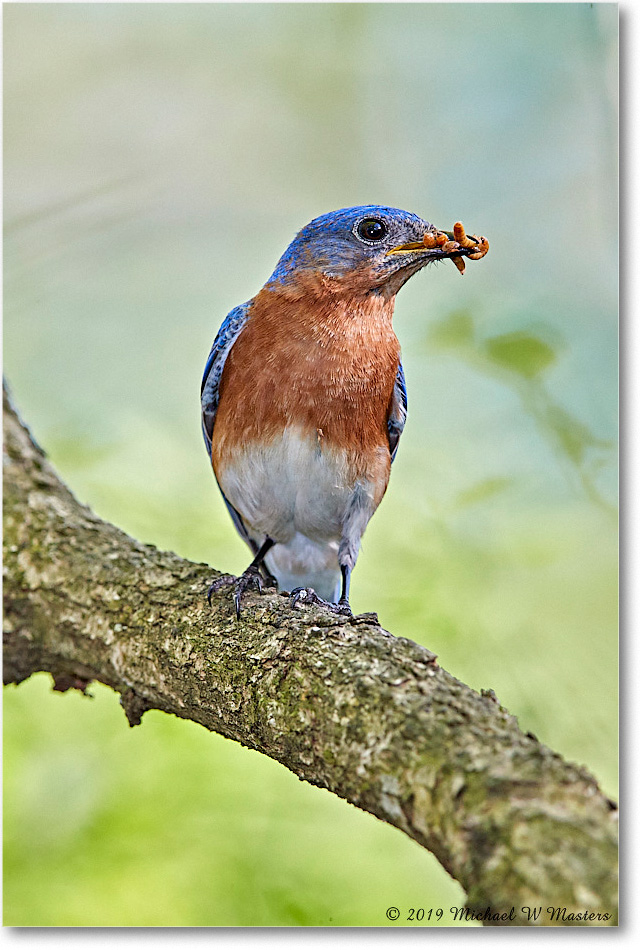 Bluebird_Virginia_2019Apr_3DXA2553 copy