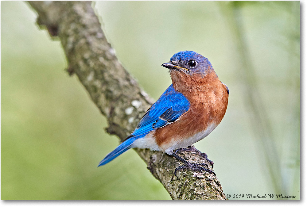 Bluebird_Virginia_2019Apr_3DXA2668 copy