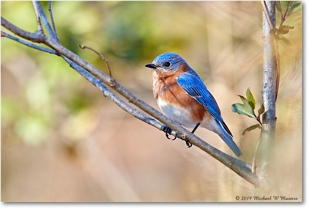 Bluebird_Virginia_2019Mar_3DXA2124 copy