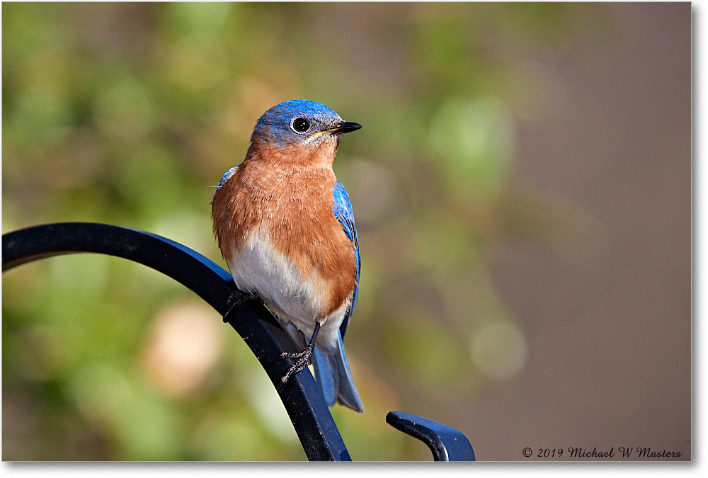 Bluebird_Virginia_2019Mar_3DXA2374 copy