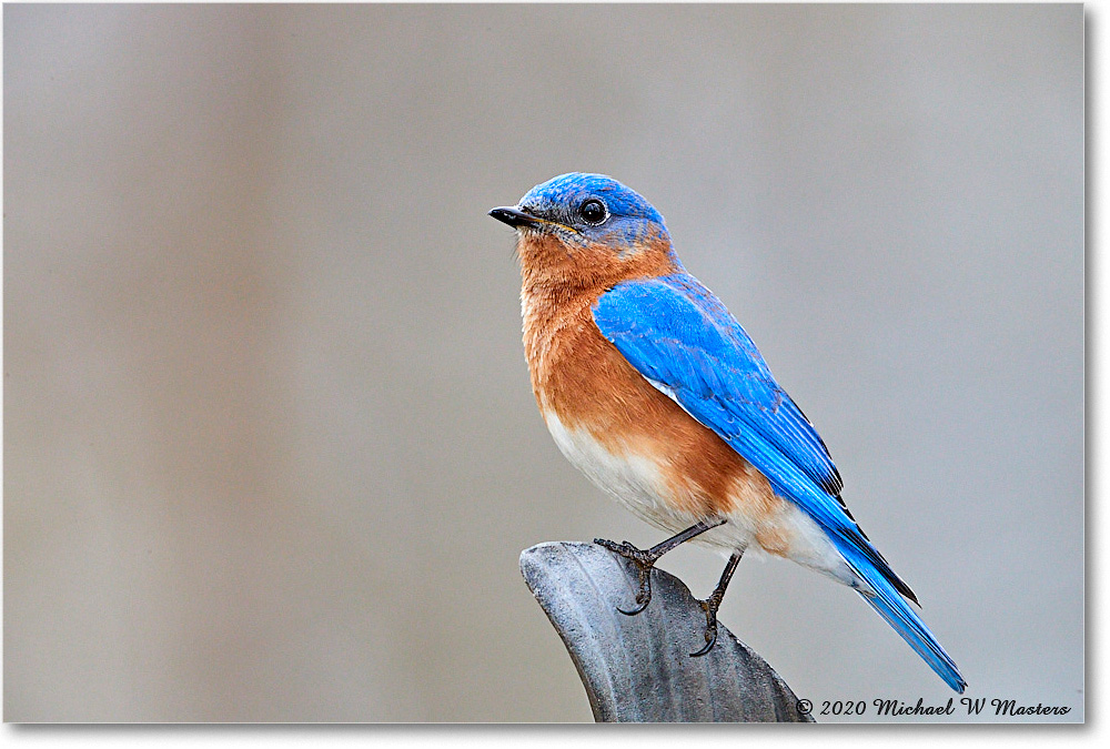 Bluebird_Virginia_2020Apr_3DXA3735 copy