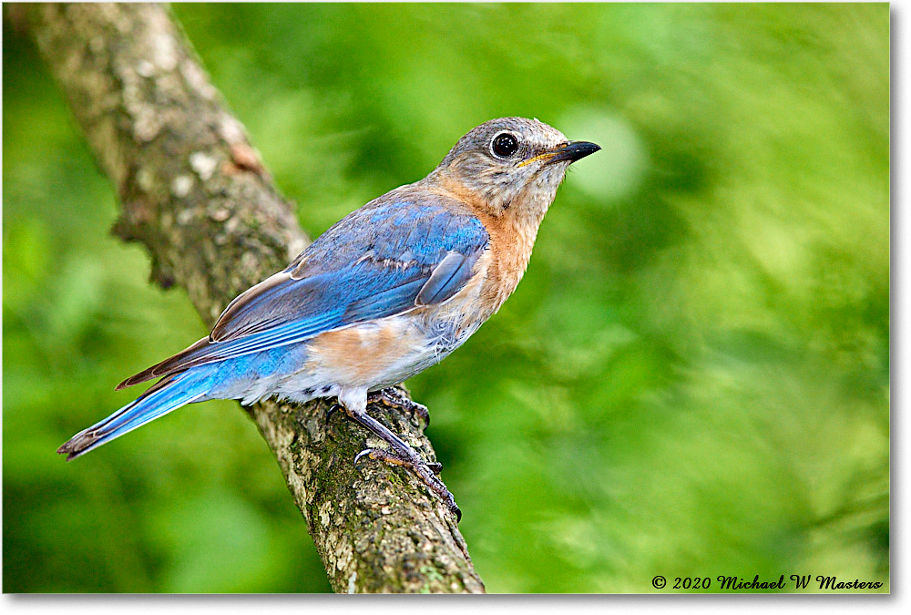 Bluebird_Virginia_2020Aug_R5A00286 copy