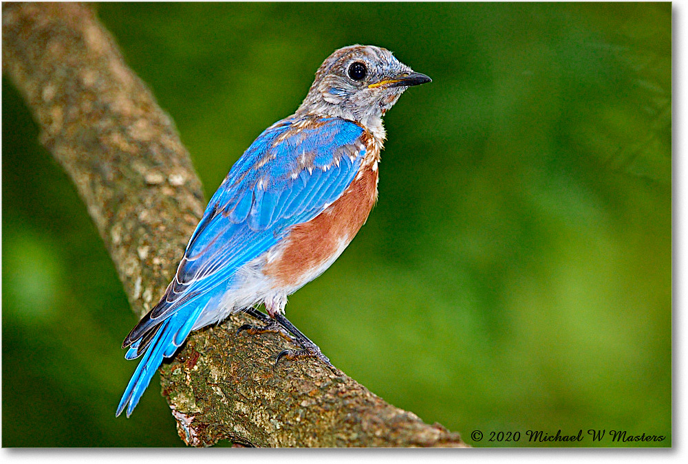 Bluebird_Virginia_2020Aug_R5A01045 copy