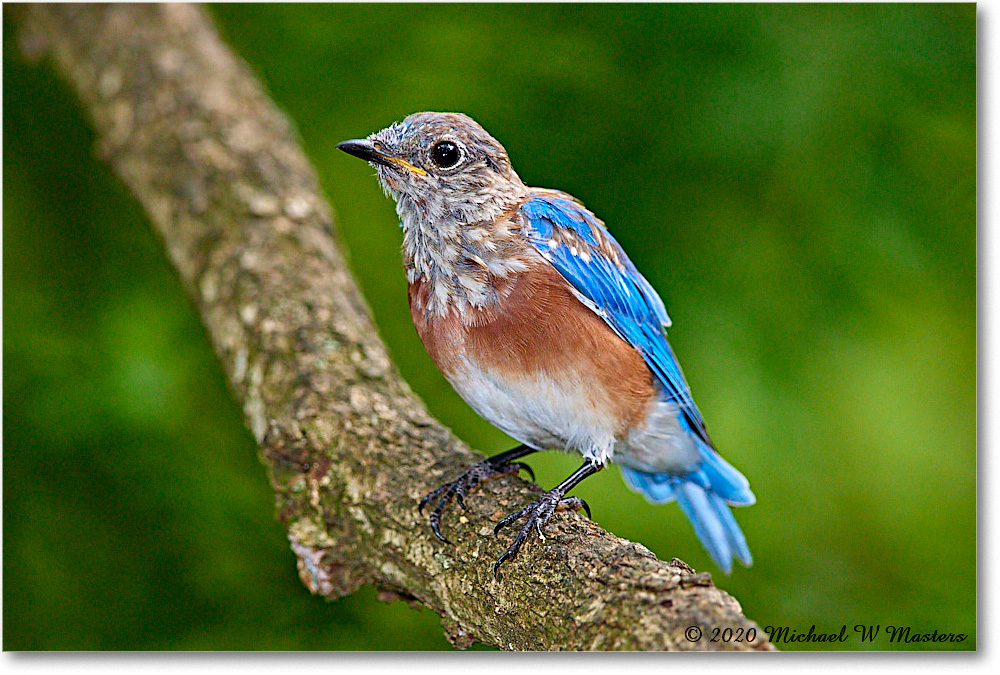 Bluebird_Virginia_2020Aug_R5A01065 copy
