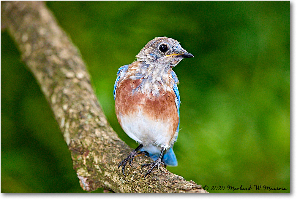 Bluebird_Virginia_2020Aug_R5A01068 copy