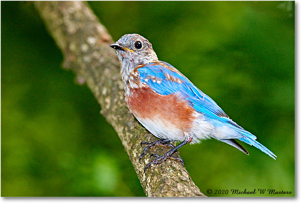 Bluebird_Virginia_2020Aug_R5A01080 copy
