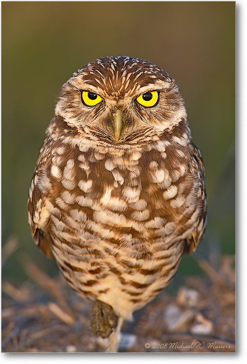BurrowingOwl_CapeCoralFL_08Jan_1Ds2_E0K7335