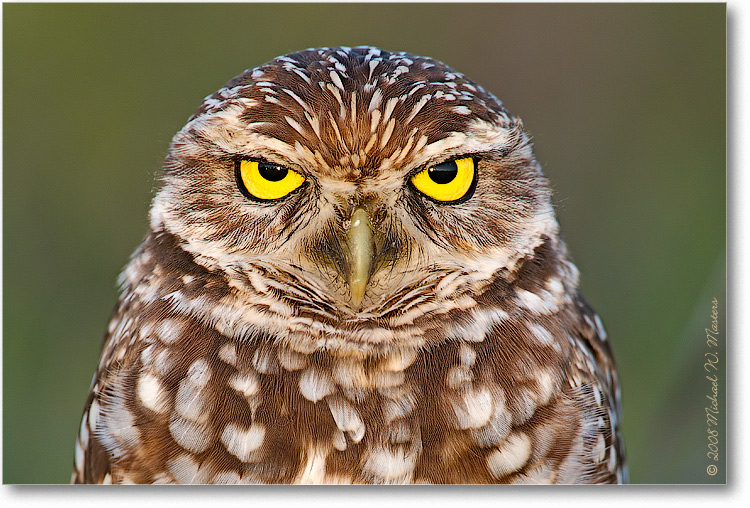 BurrowingOwl_CapeCoralFL_08Jan_1Ds2_E0K7350