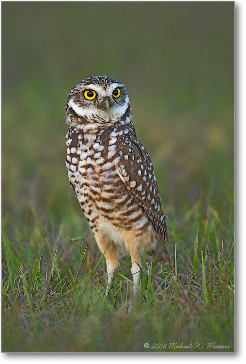 BurrowingOwl_CapeCoralFL_08Jan_1Ds2_E0K7381