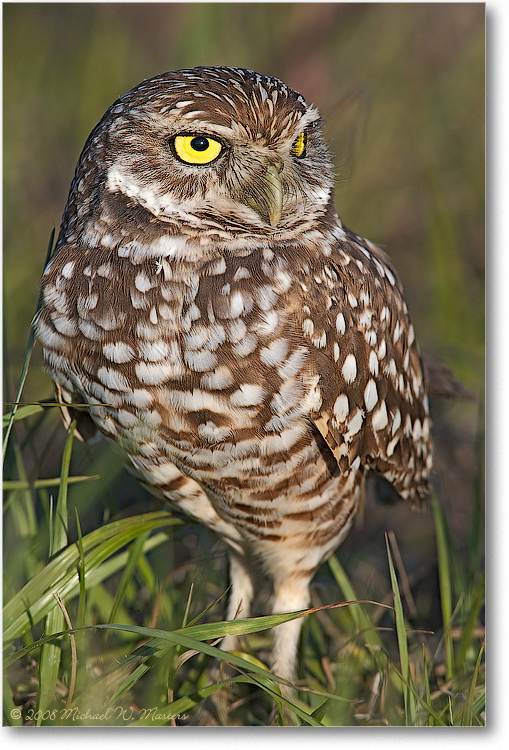 BurrowingOwl_CapeCoralFL_08Jan_1Ds2_E0K8083