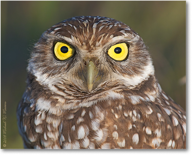 BurrowingOwl_CapeCoralFL_08Jan_1Ds2_E0K8146