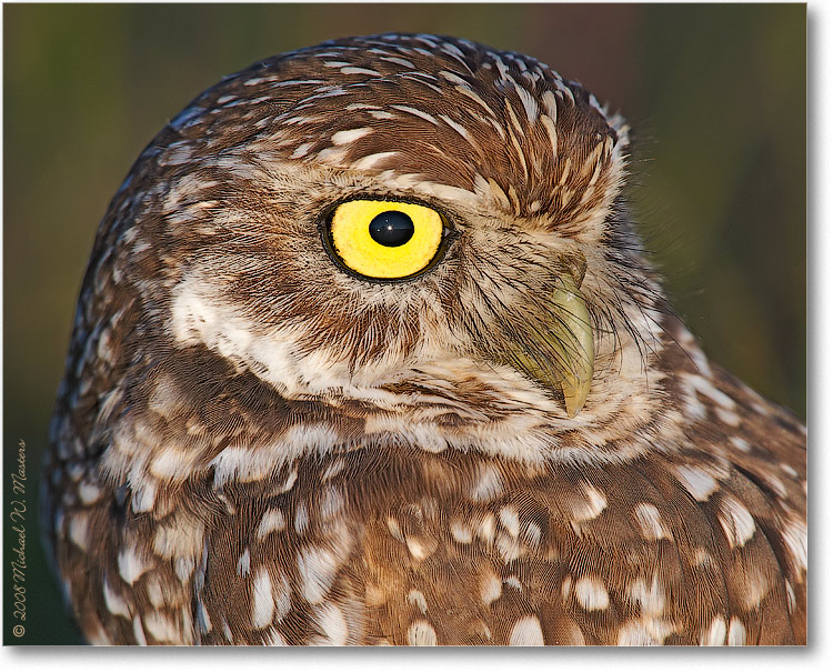 BurrowingOwl_CapeCoralFL_08Jan_1Ds2_E0K8184