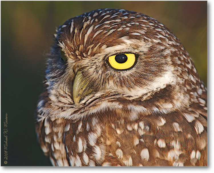 BurrowingOwl_CapeCoralFL_08Jan_1Ds2_E0K8195_2