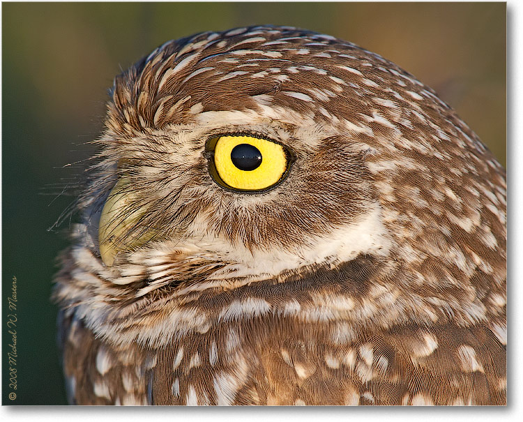 BurrowingOwl_CapeCoralFL_08Jan_1Ds2_E0K8202_2