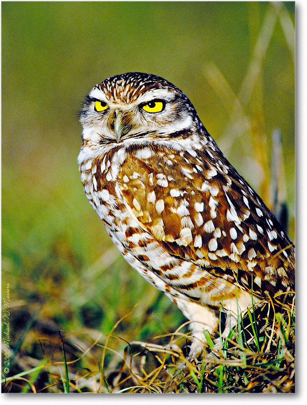 BurrowingOwl_CapeCoralFL_2000Mar_14V9