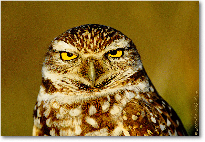 BurrowingOwl_CapeCoralFL_2000Mar_34H10