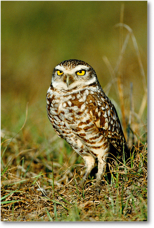 BurrowingOwl_CapeCoralFL_2000Mar_6V9