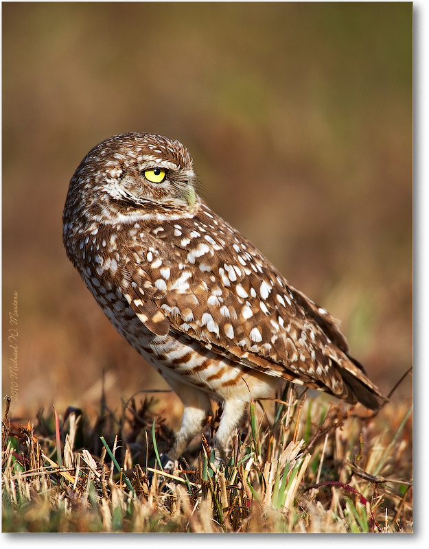 BurrowingOwl_CapeCoralFL_2006Jan_E0K5646