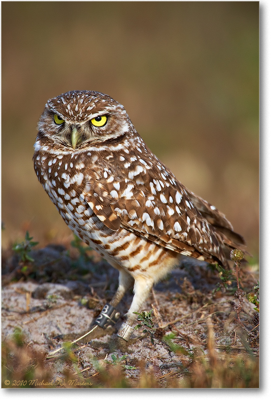 BurrowingOwl_CapeCoralFL_2006Jan_E0K5661