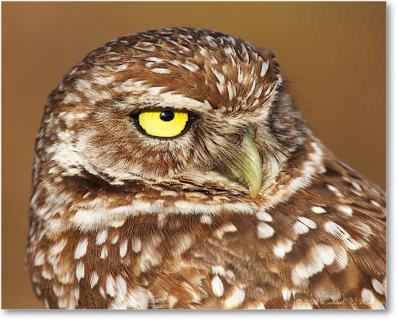 BurrowingOwl_CapeCoralFL_2006Jan_E0K5960