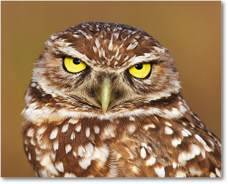 BurrowingOwl_CapeCoralFL_2006Jan_E0K6003