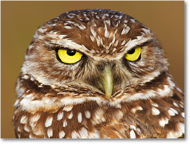 BurrowingOwl_CapeCoralFL_2006Jan_E0K6011