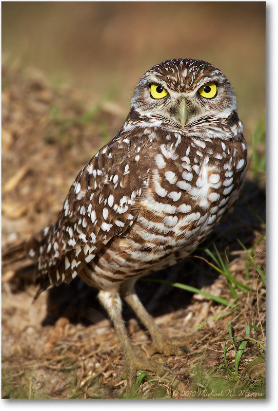 BurrowingOwl_CapeCoralFL_2006Jan_E0K6557